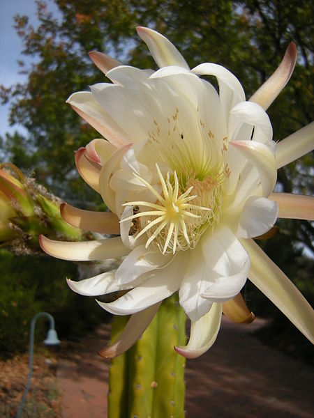 ''Echinopsis pachanoi'' |Source=http://picasaweb.google.com/lh/view?q=cactus&uname=Epibase&psc=G&filter=1&imglic=commercial#5407216445656189906 |Date=Nov 10, 2009 |Author=Lars